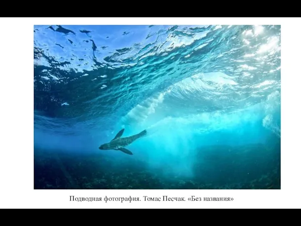 Подводная фотография. Томас Песчак. «Без названия»
