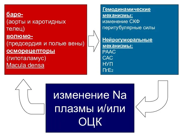 изменение Na плазмы и/или ОЦК баро- (аорты и каротидных телец) волюмо- (предсердия