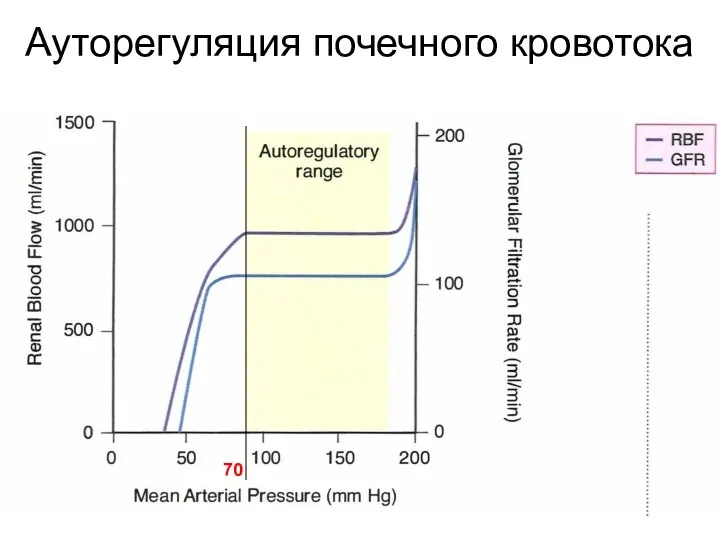 Ауторегуляция почечного кровотока 70