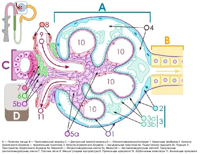 А — Почечное тельце В — Проксимальный каналец С — Дистальный извитой