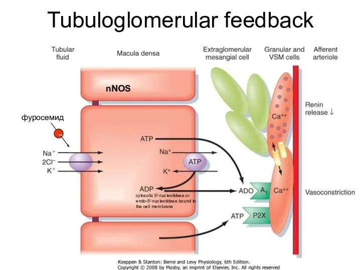 Tubuloglomerular feedback cytosolic 5′-nucleotidase or endo-5′-nucleotidase bound to the cell membrane фуросемид - nNOS
