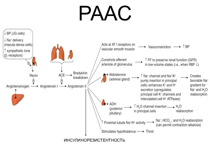 ИНСУЛИНОРЕЗИСТЕНТНОСТЬ РААС