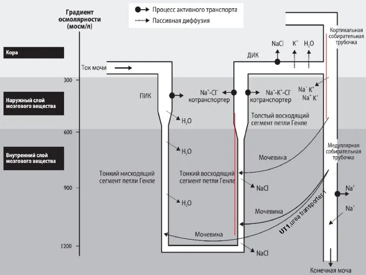 UT1,urea transporter 1