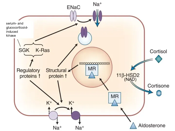 serum- and glucocorticoid- induced kinase (NAD)