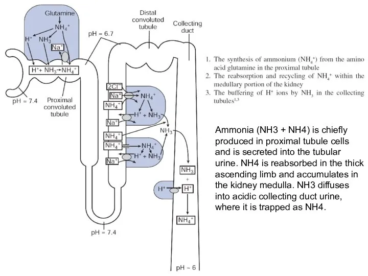 Ammonia (NH3 + NH4) is chiefly produced in proximal tubule cells and