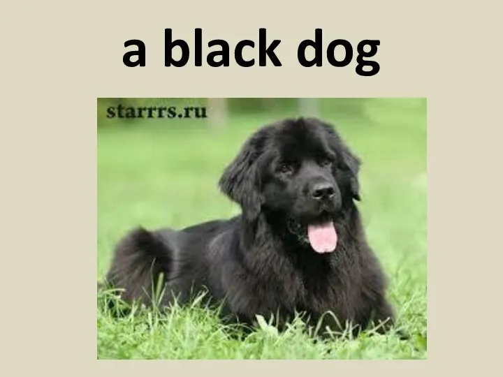 a black dog