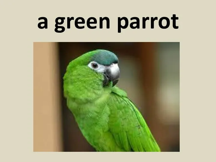 a green parrot