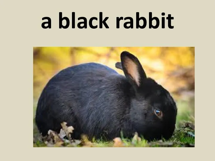 a black rabbit