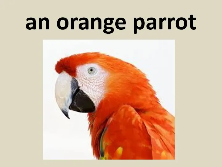 an orange parrot