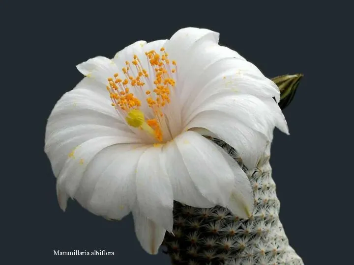 Mammillaria albiflora