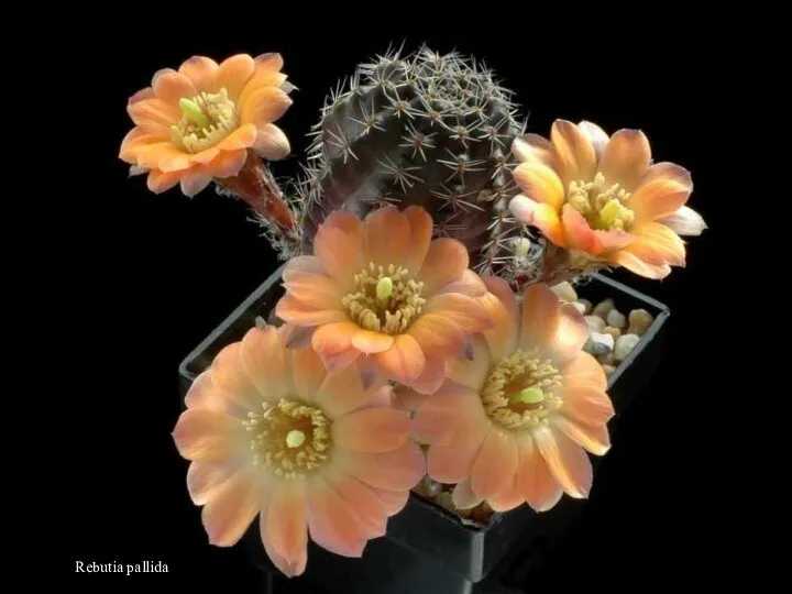 Rebutia pallida