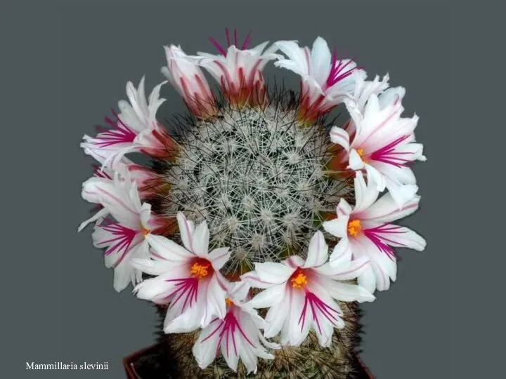 Mammillaria slevinii