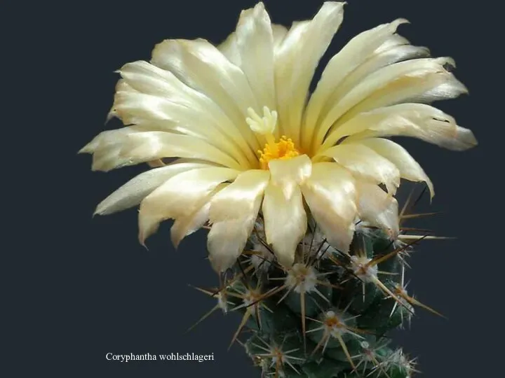 Coryphantha wohlschlageri