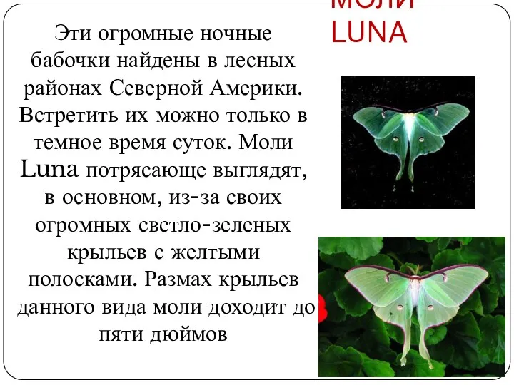 МОЛИ LUNA Эти огромные ночные бабочки найдены в лесных районах Северной Америки.