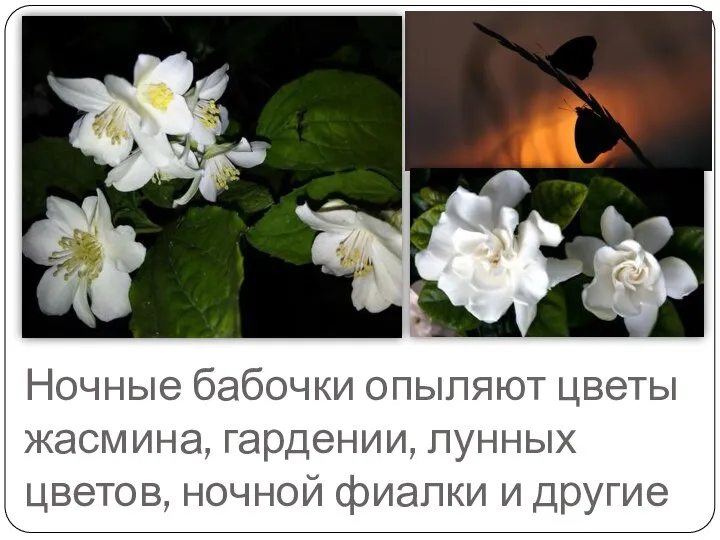 Ночные бабочки опыляют цветы жасмина, гардении, лунных цветов, ночной фиалки и другие
