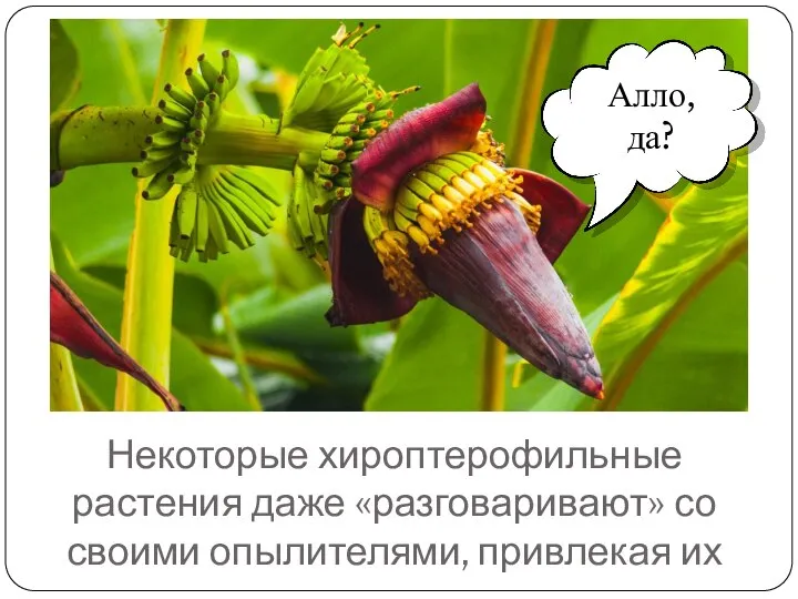 Некоторые хироптерофильные растения даже «разговаривают» со своими опылителями, привлекая их Алло, да?