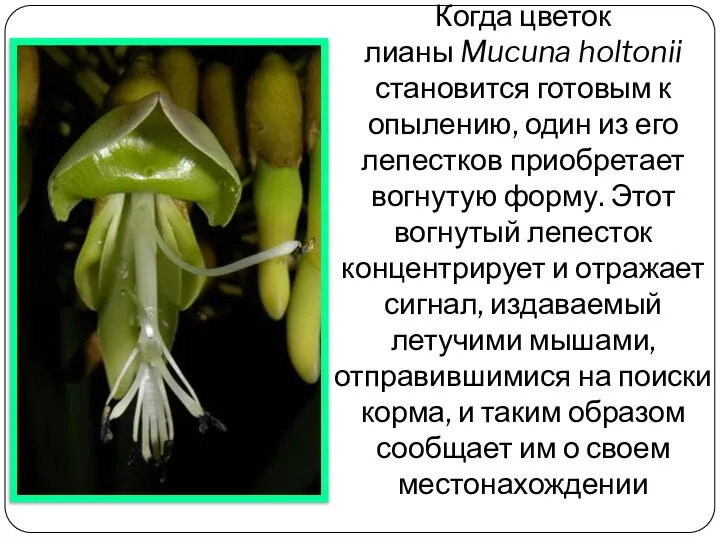 Когда цветок лианы Mucuna holtonii становится готовым к опылению, один из его