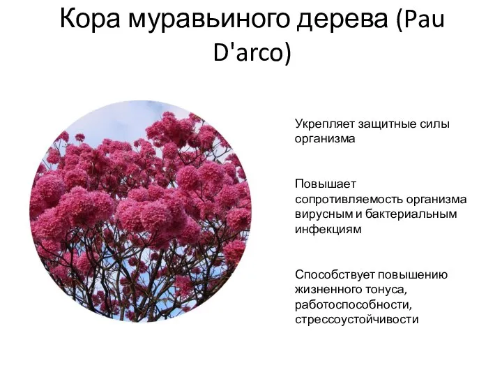 Кора муравьиного дерева (Pau D'arco) Укрепляет защитные силы организма Повышает сопротивляемость организма