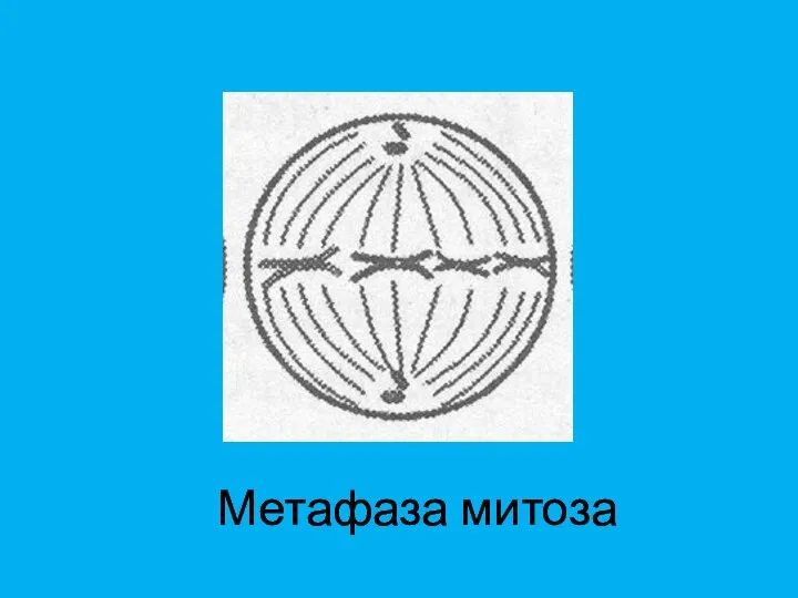 Метафаза митоза