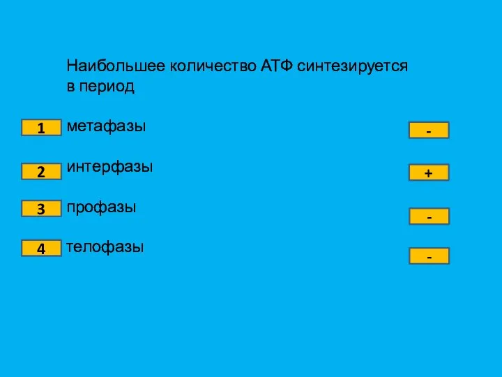 Наибольшее количество АТФ синтезируется в период метафазы интерфазы профазы телофазы 1 2