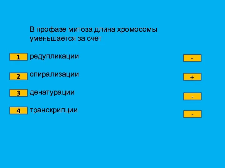 В профазе митоза длина хромосомы уменьшается за счет редупликации спирализации денатурации транскрипции