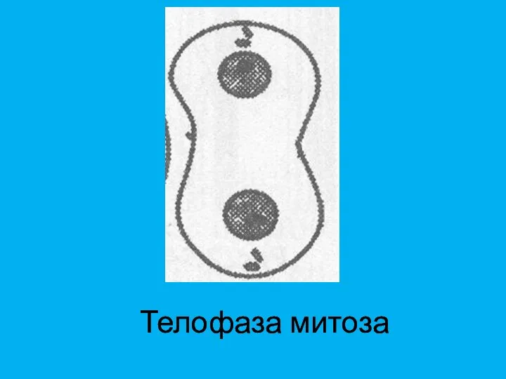 Телофаза митоза