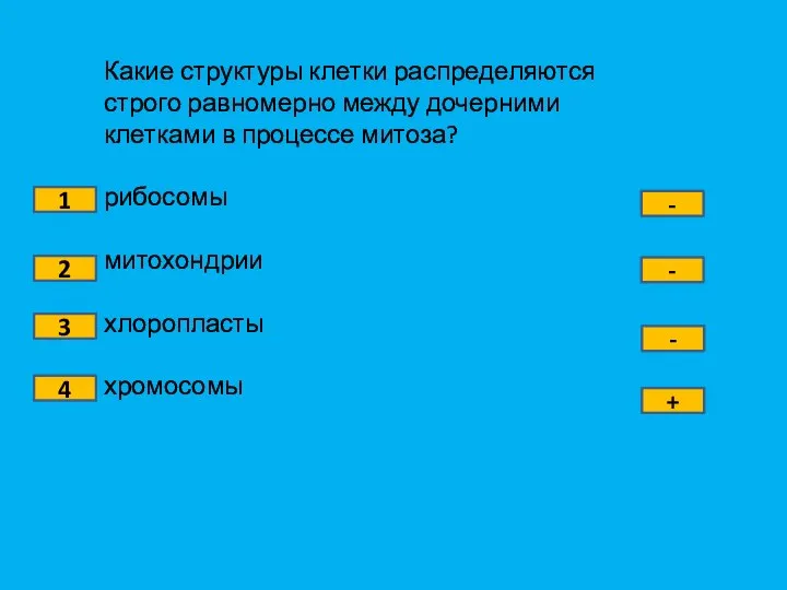 Какие структуры клетки распределяются строго равномерно между дочерними клетками в процессе митоза?