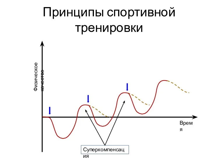 Принципы спортивной тренировки Время Физическое качество Суперкомпенсация