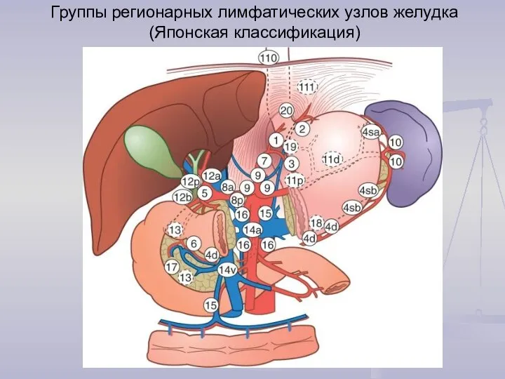 Группы регионарных лимфатических узлов желудка (Японская классификация)