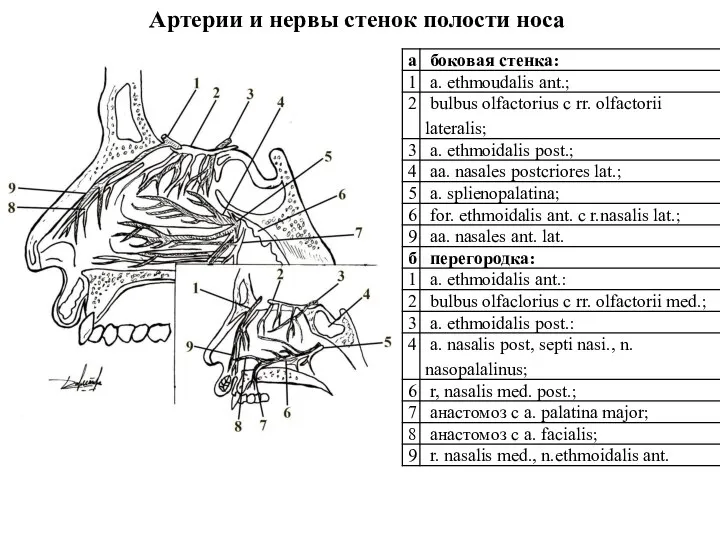 Артерии и нервы стенок полости носа