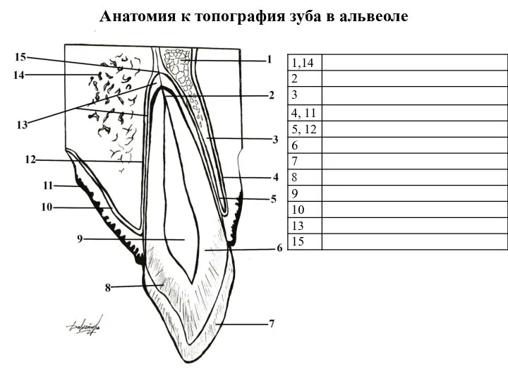 Анатомия к топография зуба в альвеоле