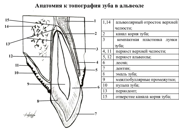 Анатомия к топография зуба в альвеоле