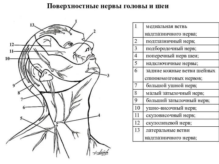 Поверхностные нервы головы и шеи