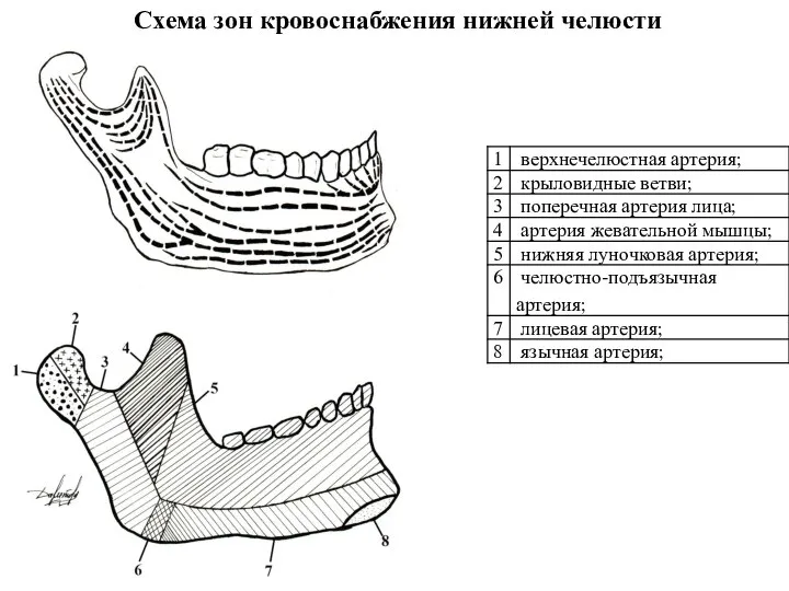 Схема зон кровоснабжения нижней челюсти
