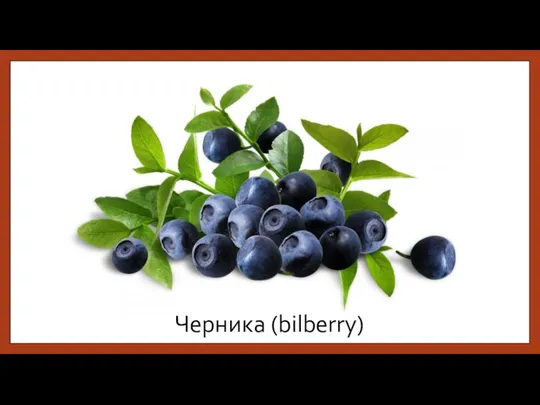 Черника (bilberry)