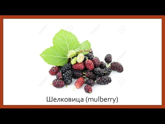 Шелковица (mulberry)