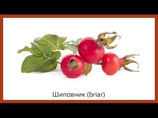 Шиповник (briar)