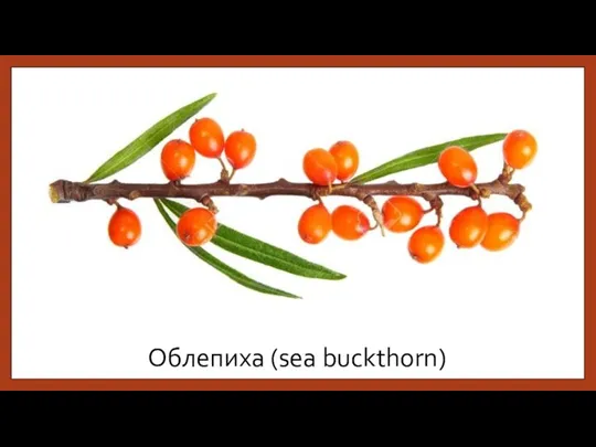 Облепиха (sea buckthorn)