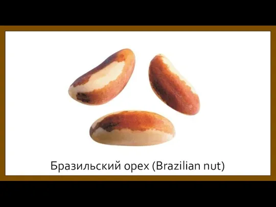 Бразильский орех (Brazilian nut)