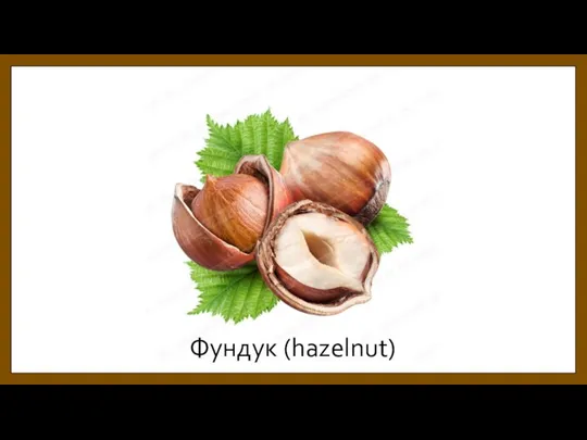 Фундук (hazelnut)