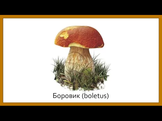 Боровик (boletus)