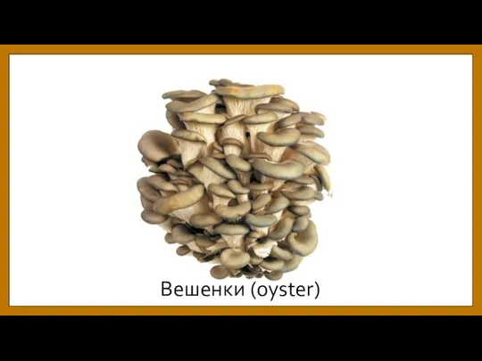 Вешенки (oyster)