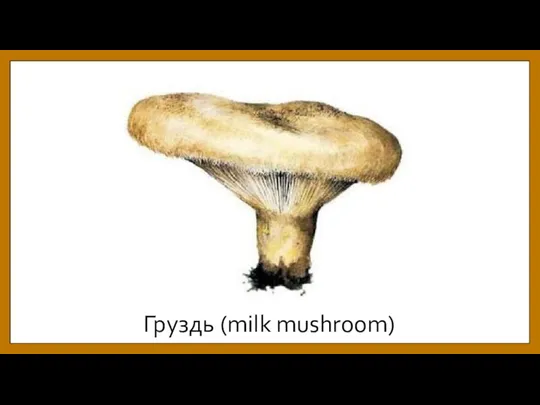 Груздь (milk mushroom)