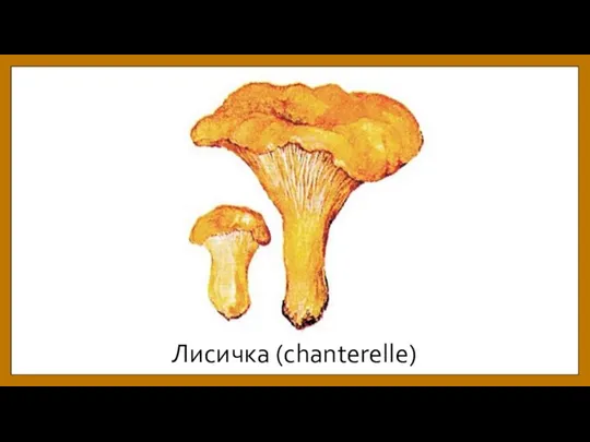 Лисичка (chanterelle)