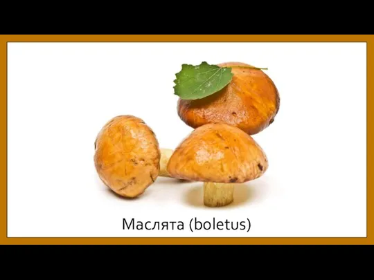 Маслята (boletus)