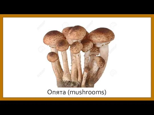 Опята (mushrooms)