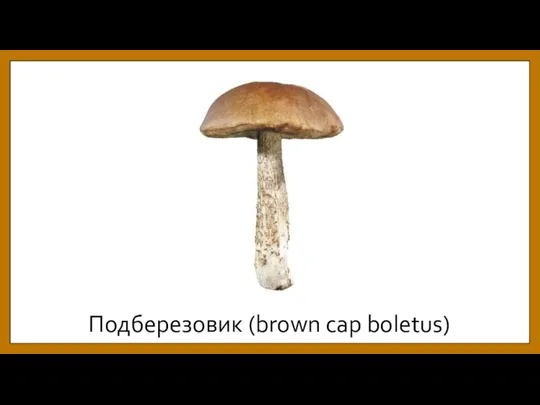 Подберезовик (brown cap boletus)