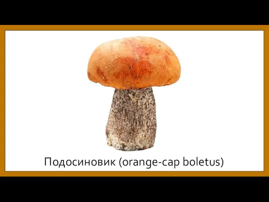 Подосиновик (orange-cap boletus)