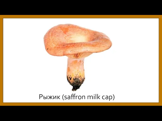 Рыжик (saffron milk cap)