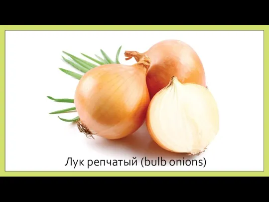 Лук репчатый (bulb onions)